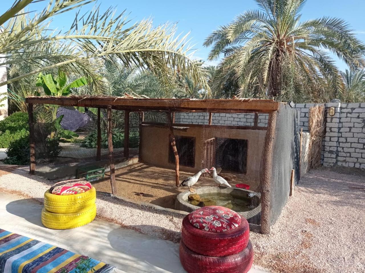 Siwa Spot Lägenhet Siwa Oasis Exteriör bild