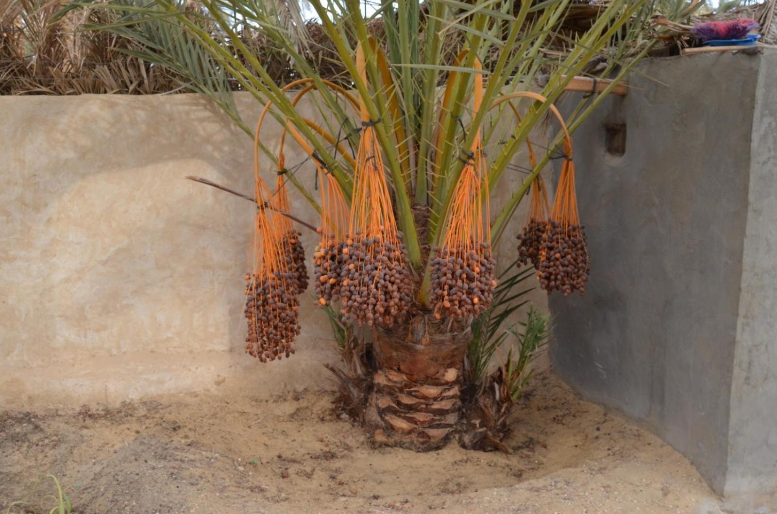 Siwa Spot Lägenhet Siwa Oasis Exteriör bild