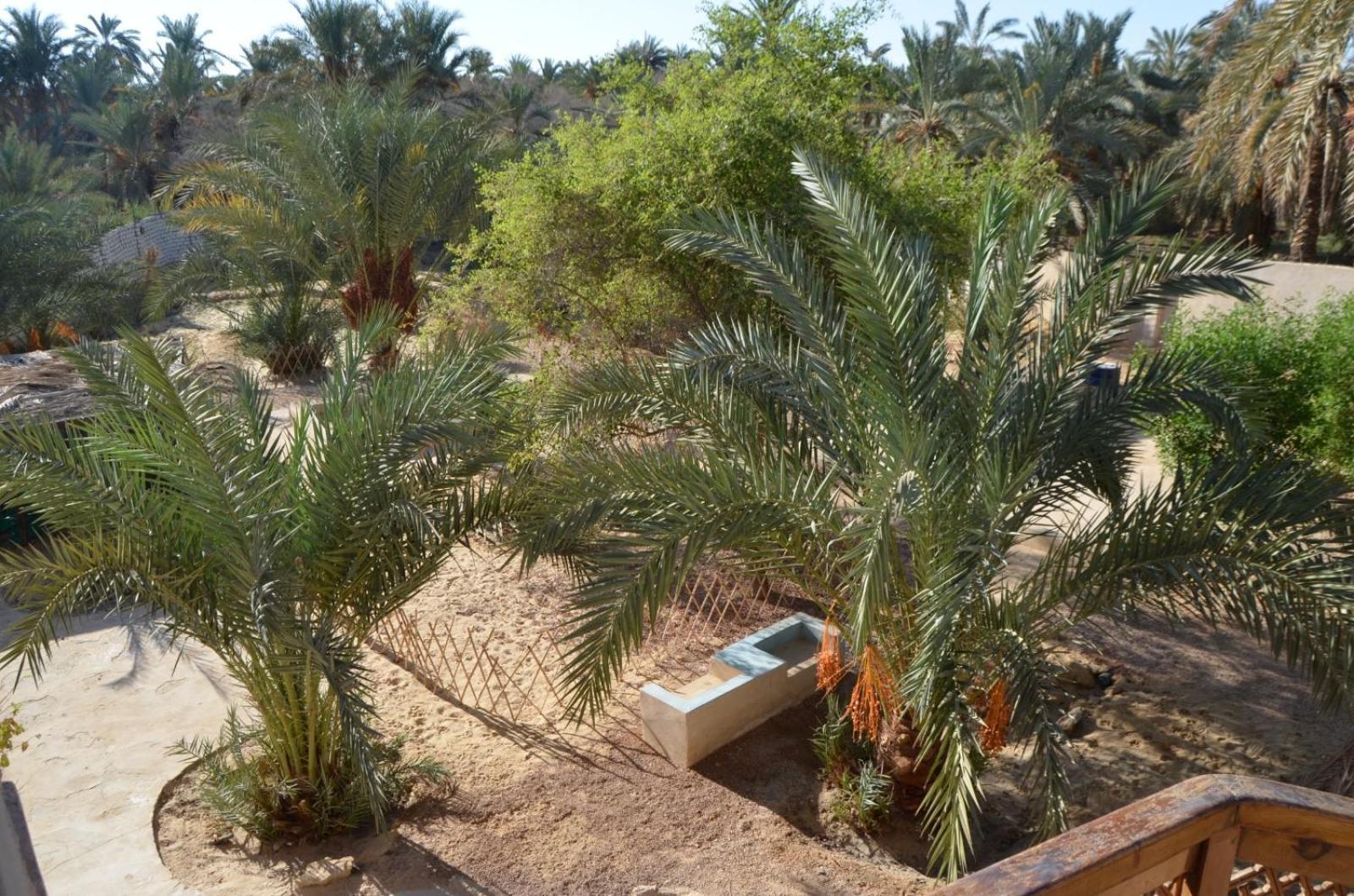 Siwa Spot Lägenhet Siwa Oasis Exteriör bild
